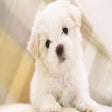 Icon of program: Cute Dog Wallpaper HD Cus…