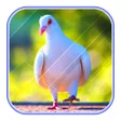 Programikonen: Cute Pigeon wallpaper