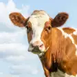 Cow Sounds