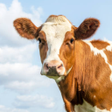 程序图标：Cow Sounds
