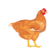 程序图标：My Poultry Manager - Farm…