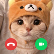 プログラムのアイコン：Cute Cat Video Call prank