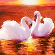 Programikonen: The Swan