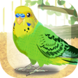 プログラムのアイコン：Parakeet Pet