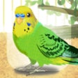 Icon of program: Parakeet Pet