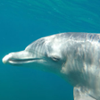 プログラムのアイコン：dolphin video wallpaper