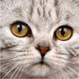 Ikona programu: Cute Cat Wallpaper