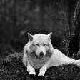 プログラムのアイコン：Wolf Hd Wallpaper