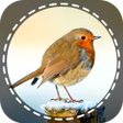 Ícone do programa: Birds Identifier App by P…