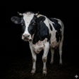 程序图标：Appp.io - Cow Sounds
