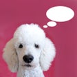 Ikon program: AnimalAnalysis