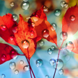 プログラムのアイコン：Rains Live Wallpaper