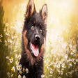 Icon of program: German Shepherd Wallpaper…