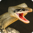 Programikonen: Anaconda Rampage: Giant S…