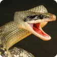 Anaconda Rampage: Giant Snake Attack