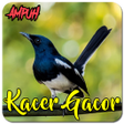 أيقونة البرنامج: Suara Burung Kacer Gacor …