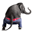 プログラムのアイコン：Dancing Talking Elephant