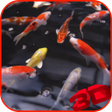 Programikonen: Koi Video Live Wallpaper