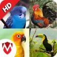 100 Bird sounds : Ringtones Wallpapers