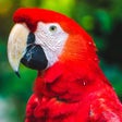 Icon of program: 100 Bird Sounds