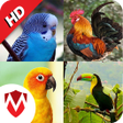 프로그램 아이콘: 100 Bird sounds : Rington…