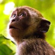 Programın simgesi: Monkey Sounds