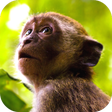 程序图标：Monkey Sounds