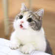 프로그램 아이콘: Cat Wallpapers Cute