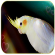 程序图标：Cockatiel sounds offline