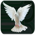 Ikon program: Pigeon sounds