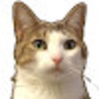 Neko no Te icon