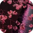 Japanese Sakura Garden Video Wallpapers Gallery