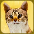 프로그램 아이콘: Pregnant Cat  Cute Kitty …