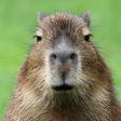 Icoon van programma: Capybara Sounds