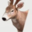 プログラムのアイコン：Deer Hunting game