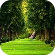 Biểu tượng của chương trình: Falling leaves Live Wallp…