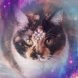 ไอคอนของโปรแกรม: Nebula Tarot Cat