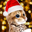 程序图标：Kitty Cat