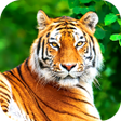 Programikonen: Tiger Wallpaper 2023