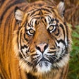 Icon of program: Wild Cats New Tab