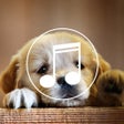 程序图标：Puppy Sounds:Calming Musi…