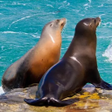 Programikonen: The Sea Lion