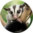 Programikonen: Sugar Glider Wallpaper