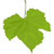 Vine Leaves icon