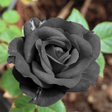 Programikonen: Black Rose HD Wallpaper