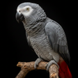 Programikonen: African Grey Parrot Sound…