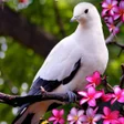 プログラムのアイコン：Rosas y flores hermosas