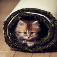 プログラムのアイコン：Cute Animals HD Wallpaper…