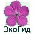 EcoGuide: Russian Wild Flowers