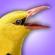 Ikon program: iBird UK  Ireland Lite